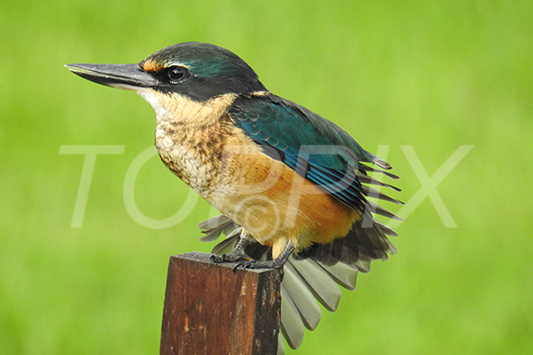 Kingfisher - Toppix Art Prints - Toppix - Doug Cole Photographer, Auckland - Scenic Photography